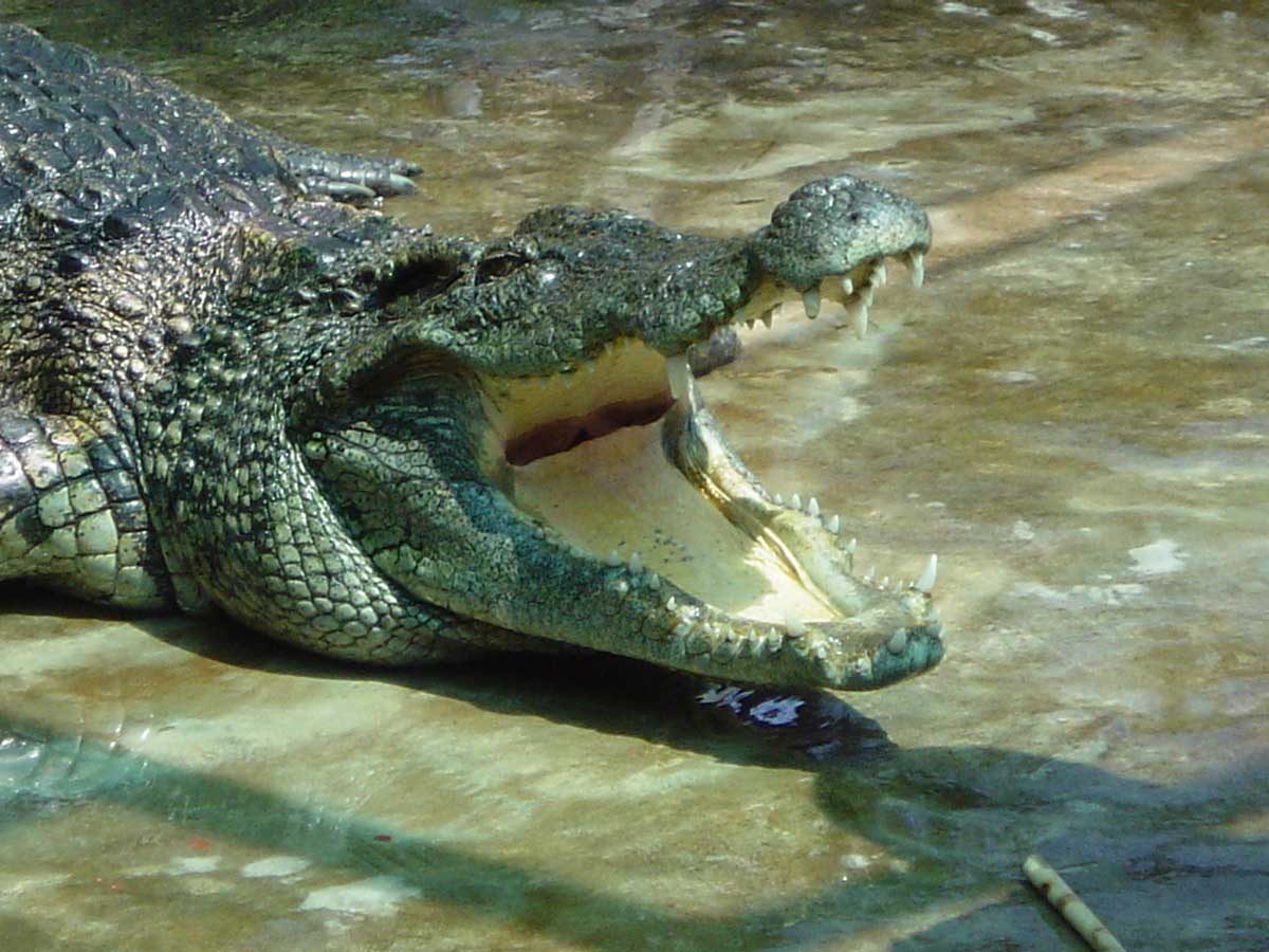 crocodile-09xt.jpg