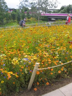 meadows & bridge D to Olympic Stadium 060812 small file size.jpg