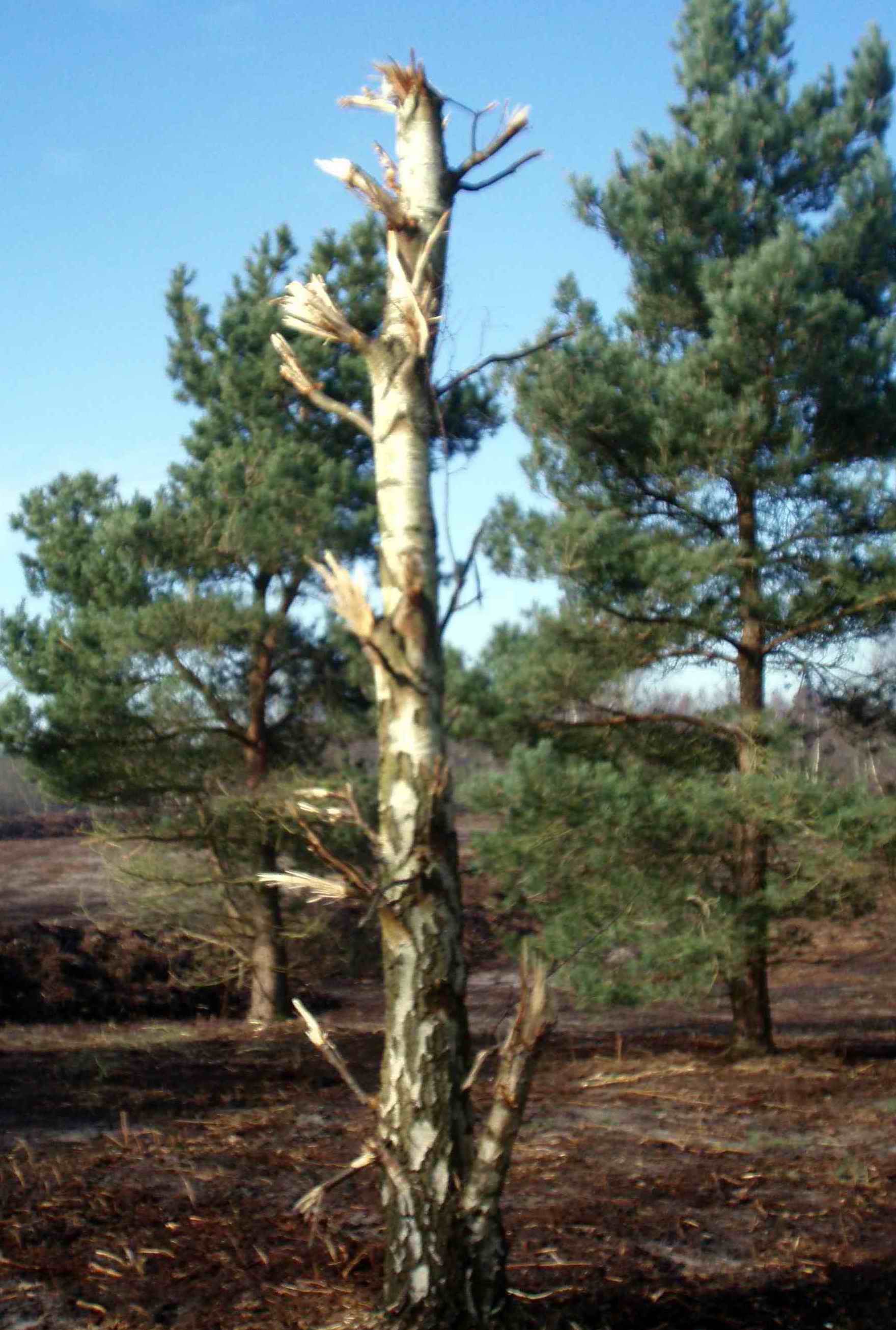 tunstall birch 4.jpg