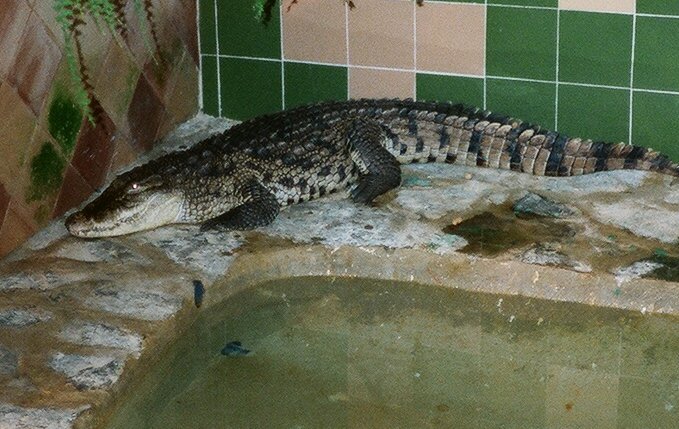croc.jpg