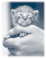 kitten_hand_close.gif