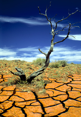 Drought branch.jpg