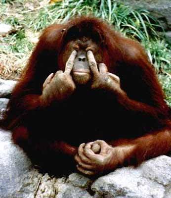 ape.jpg