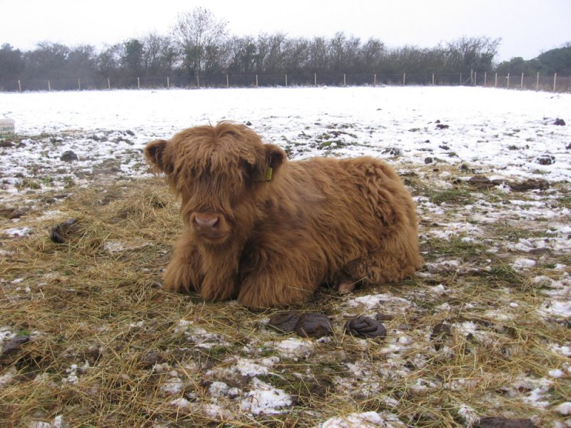 LS sitting on hay in snow 090207 small.jpg